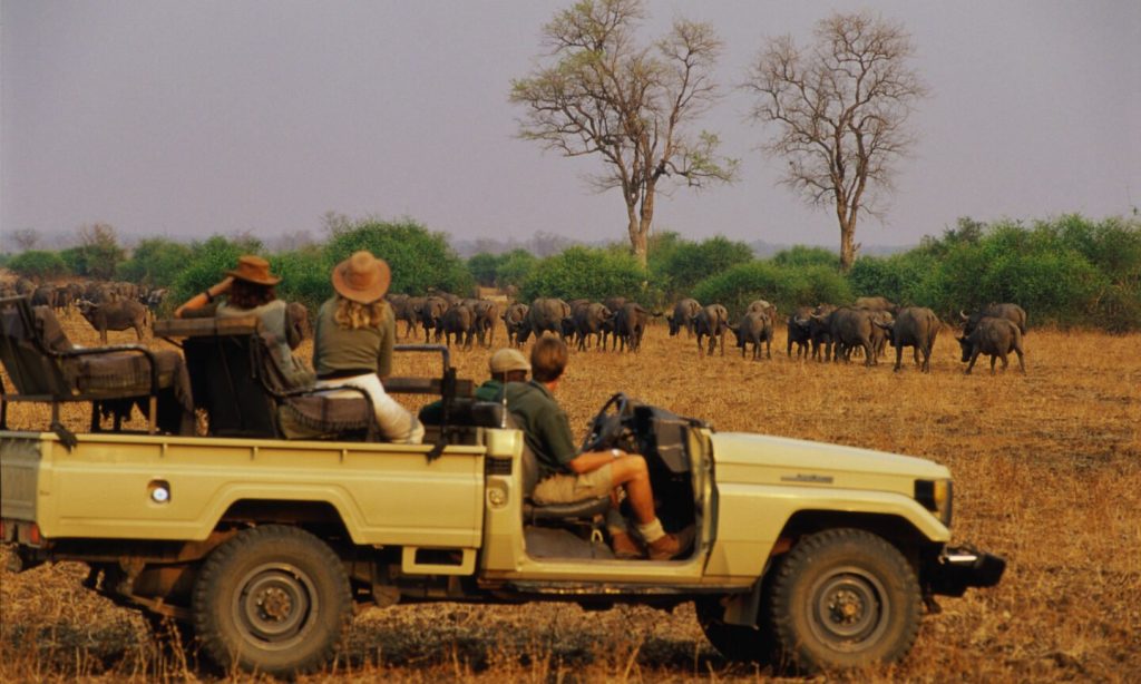 5 Tips for Your Safari Trip