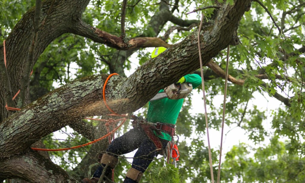 How Much Does It Cost to Remove a Tree?